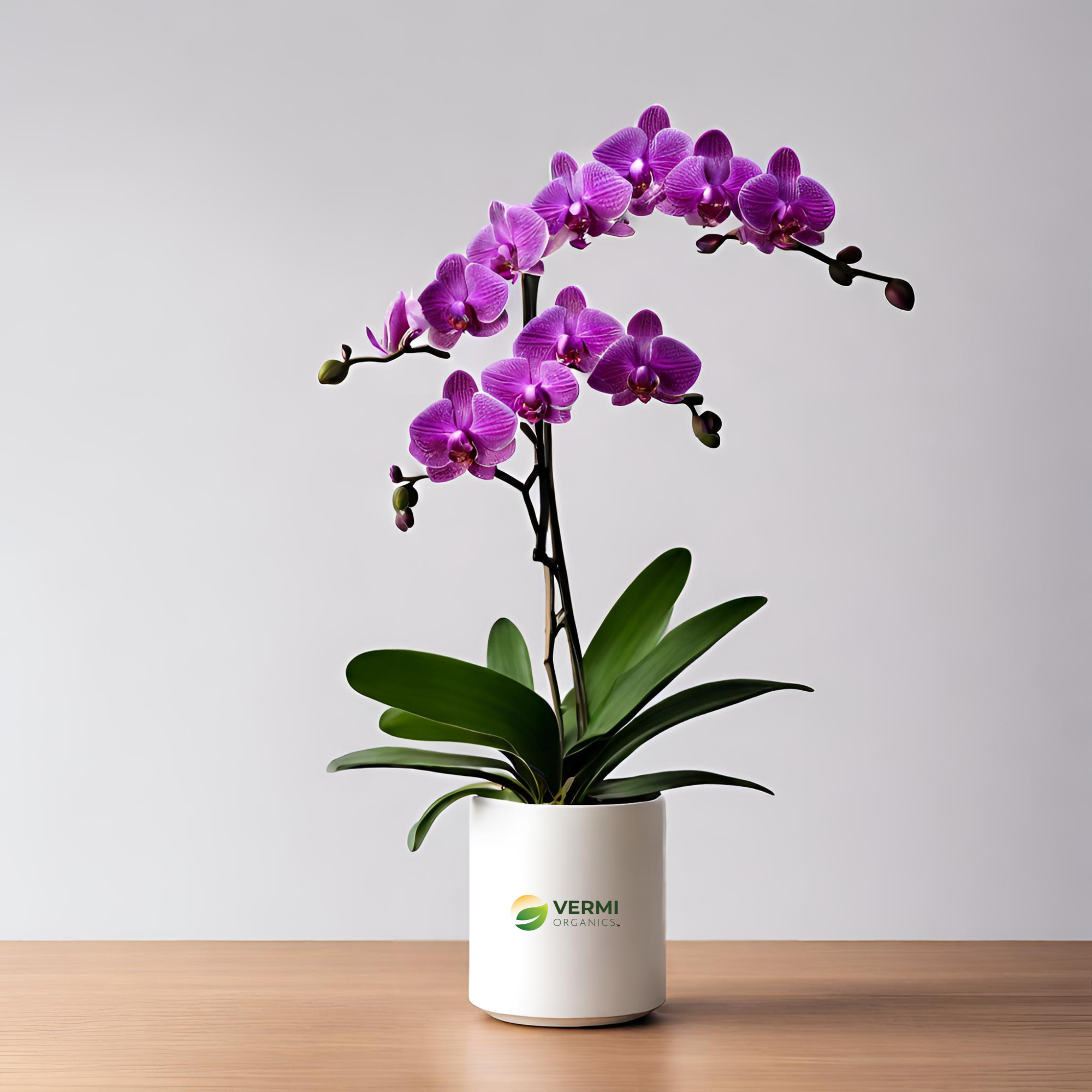 Buy Orchid Dendrobium (Lavender) Plant- Vermi Organics