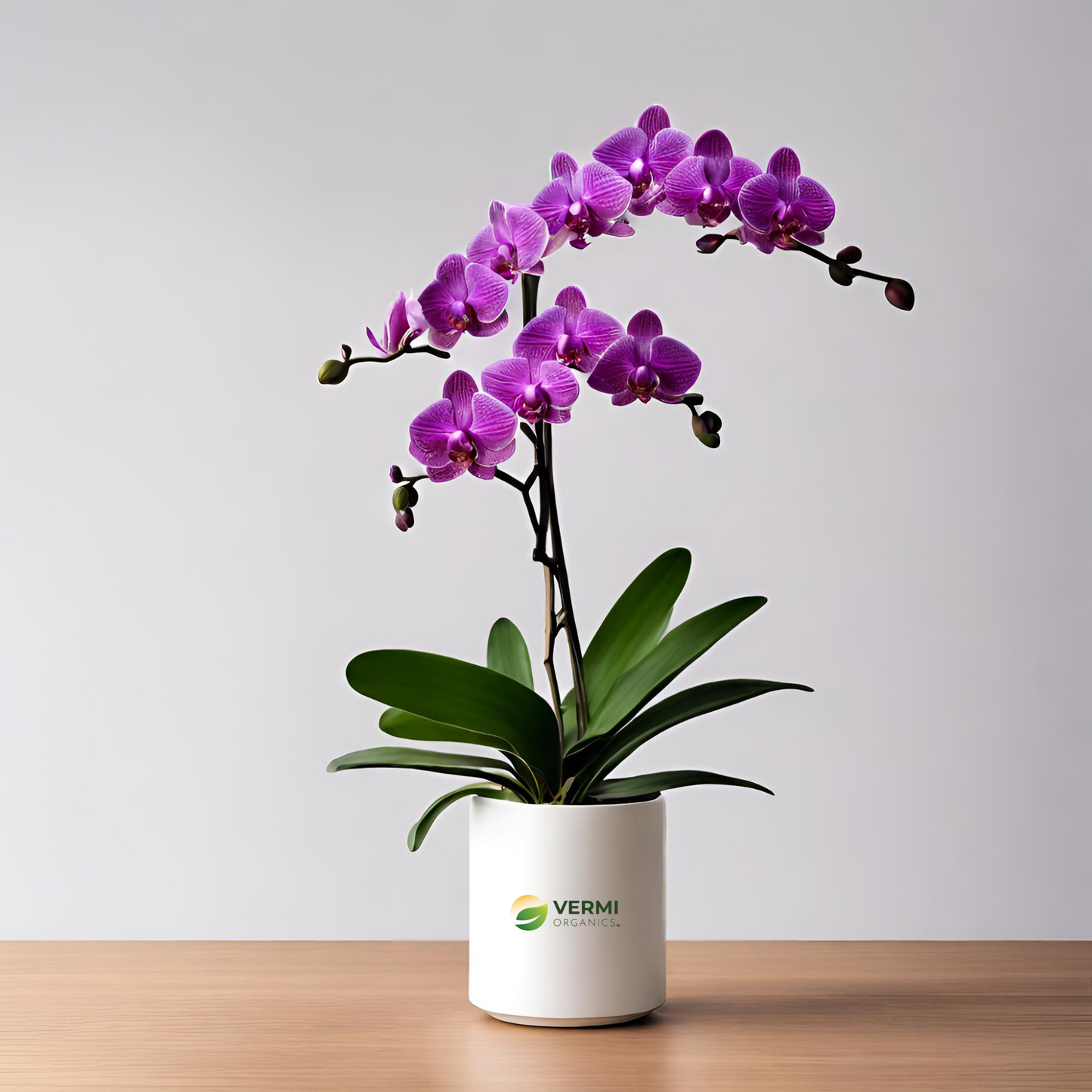 Orchid Dendrobium (Lavender) Plant