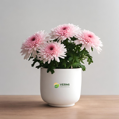 Shevanti Chrysanthemum (White Pink) Plant