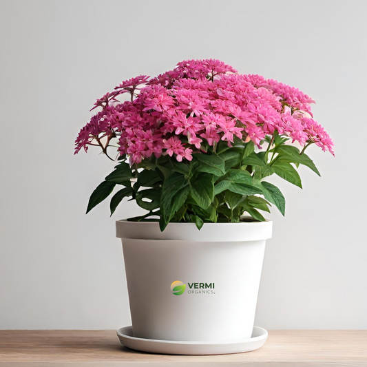 Pentas (Dark Pink) Plant