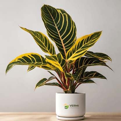 Croton Codiaeum (Gold Dust Big Leaves) plant