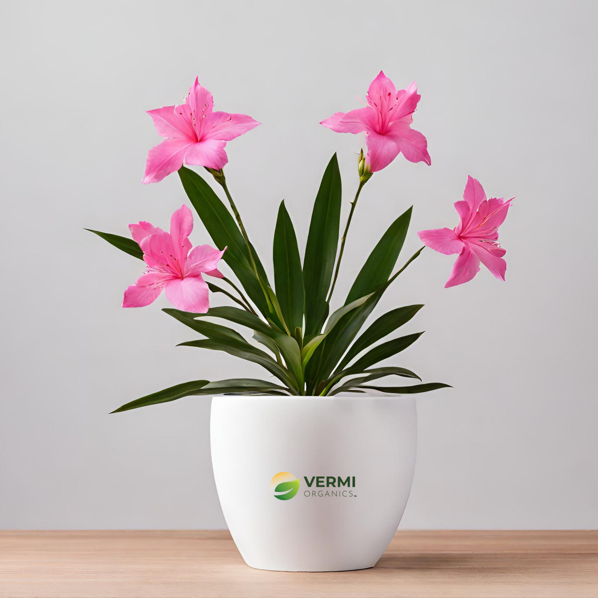 Kaner Nerium Oleander (Pink Single) Plant