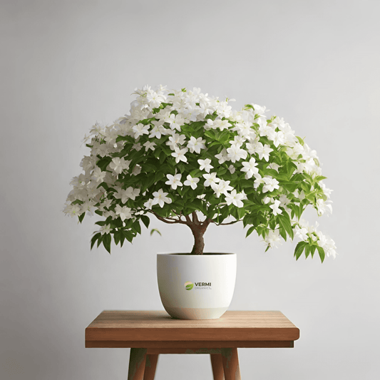 Parijat Tree, Parijatak, Night Flowering Jasmine - Plant
