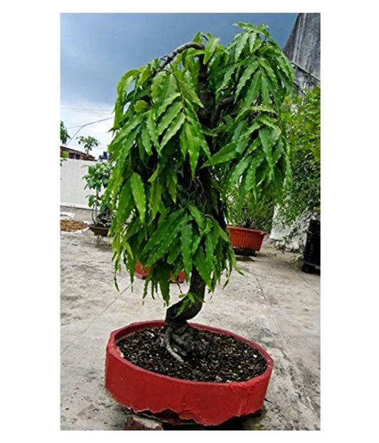 Ashoka Tree, Polyalthia longifolia - Plant
