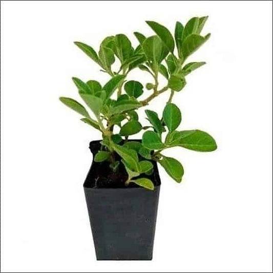 Ashwagandha Plant