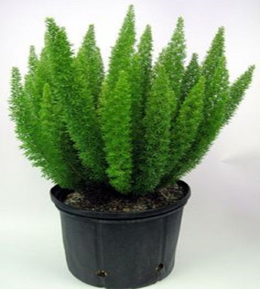 Asparagus Meyeri Plant