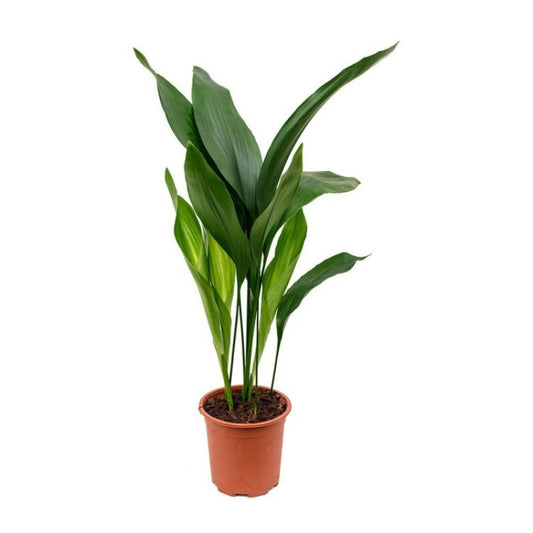 Aspidistra elatior Plant