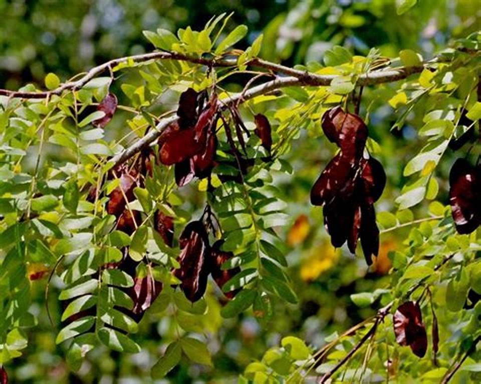 Acacia Concinna, Shikakai - Plant