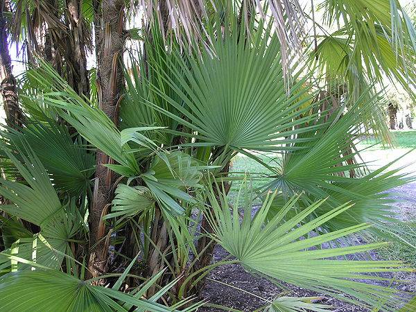 Acoelorraphe wrightii (paurotis palm) - Plant