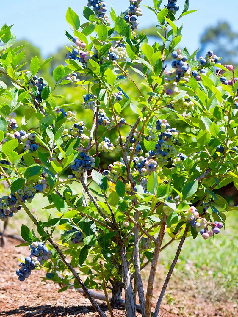 Blueberry Plant