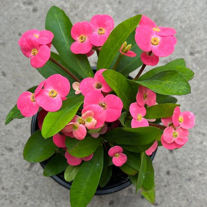 Euphorbia (Pink - Green) -  Plant