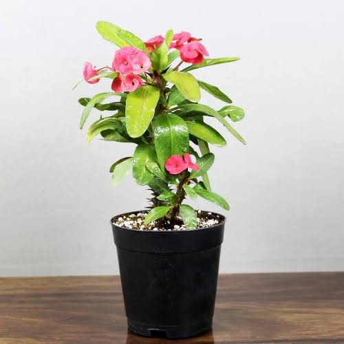 Euphorbia (Pink - Green) -  Plant