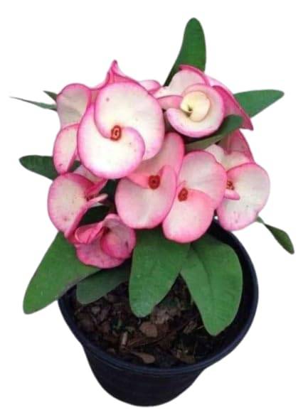 Euphorbia (White Pink) Succulent Plant