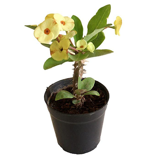 Euphorbia (Yellow) Succulent Plant