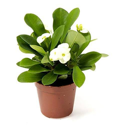 Euphorbia (White) Succulent Plant