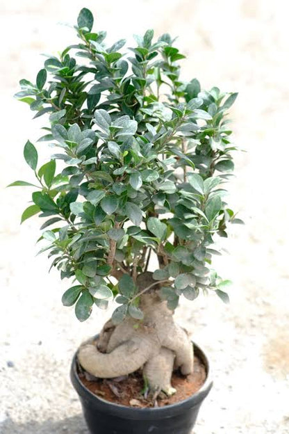 Ficus microcarpa Bonsai Plant