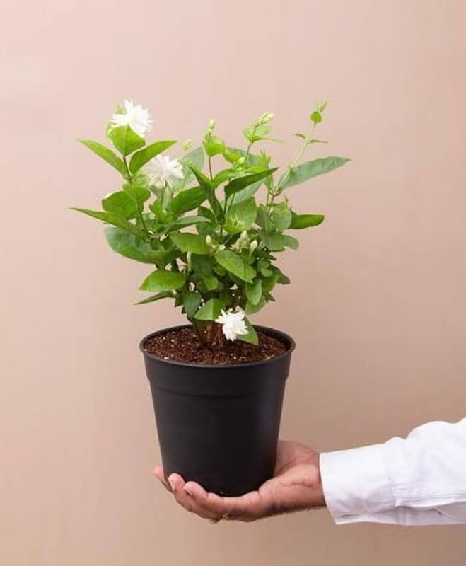 Kunda Downy Jasmine Plant