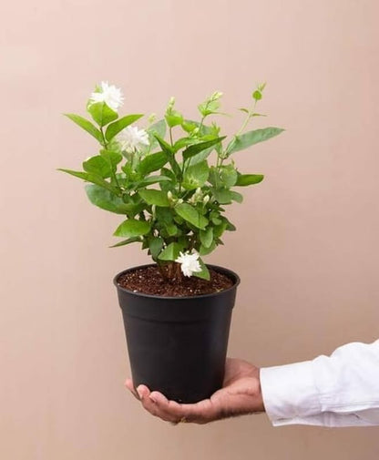 Kunda Downy Jasmine Plant