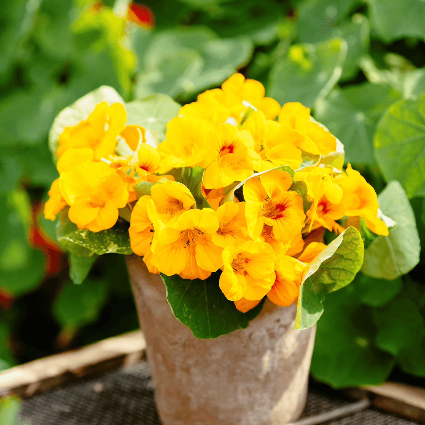 Nasturtium Golden Yellow - Flower Seeds pack of 50