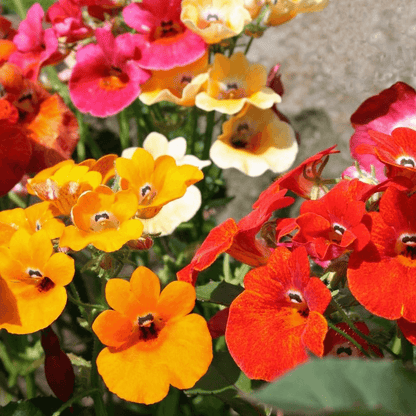 Nemesia Carnival Mixed Color - Flower Seeds pack of 50