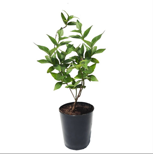 Parijat Tree Parijatak Night Jasmine Plant