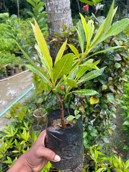 Rudraksh, Tree of Uttaraphalguni Nakshatra, Leo or Singh Rashi - Plant