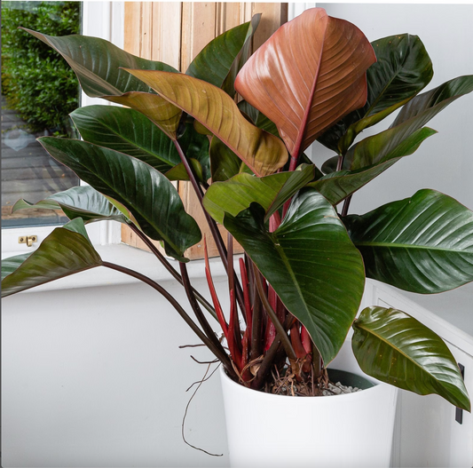 Philodendron Red - Plant