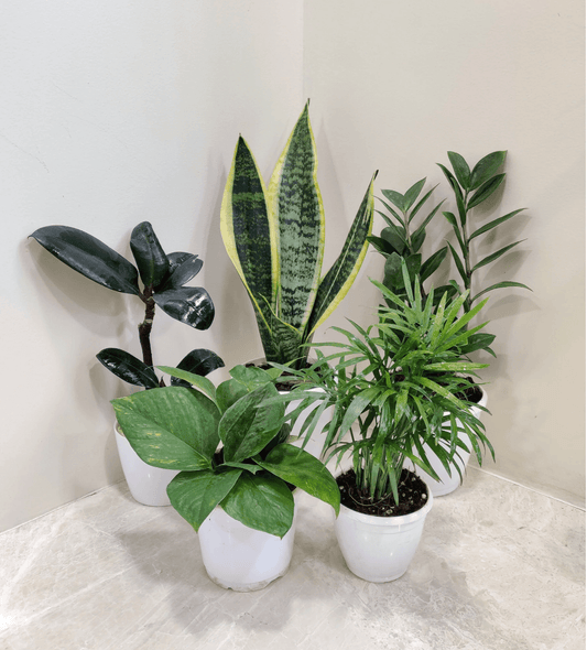 5 Best Indoor Plants Pack