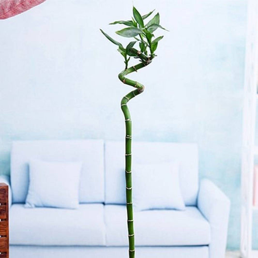 Spiral Stick Lucky Bamboo Plant