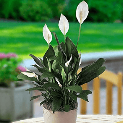 Peace Lily, Spathiphyllum - Plant