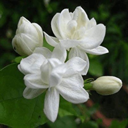 Jasminum sambac, Mogra, Arabian Jasmine - Plant