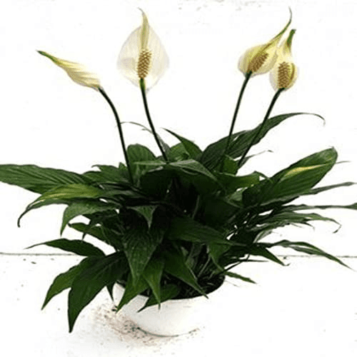 Peace Lily, Spathiphyllum - Plant