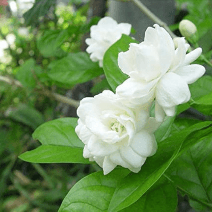 Jasminum sambac, Mogra, Arabian Jasmine - Plant