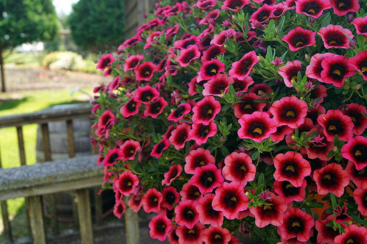 Calibrachoa Plant