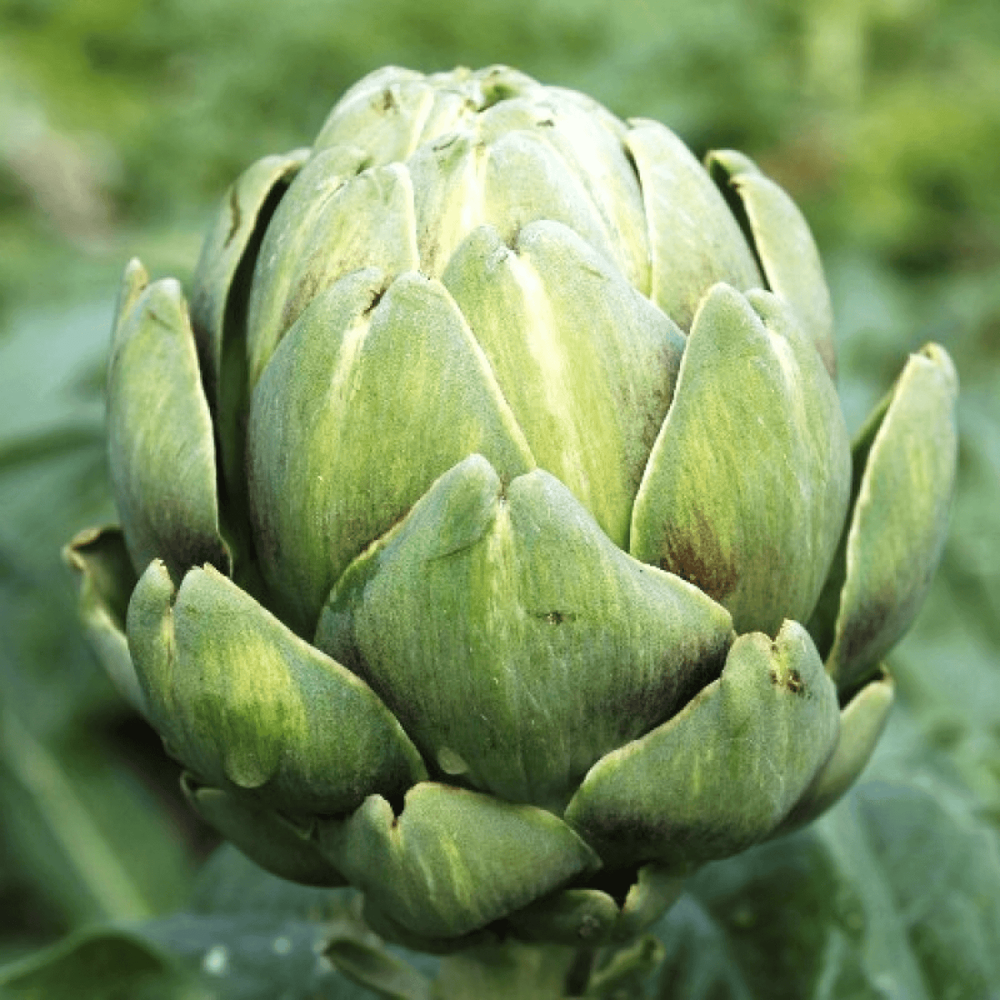 Artichoke, Hathi Chak - Vegetable Seeds Pack of 15