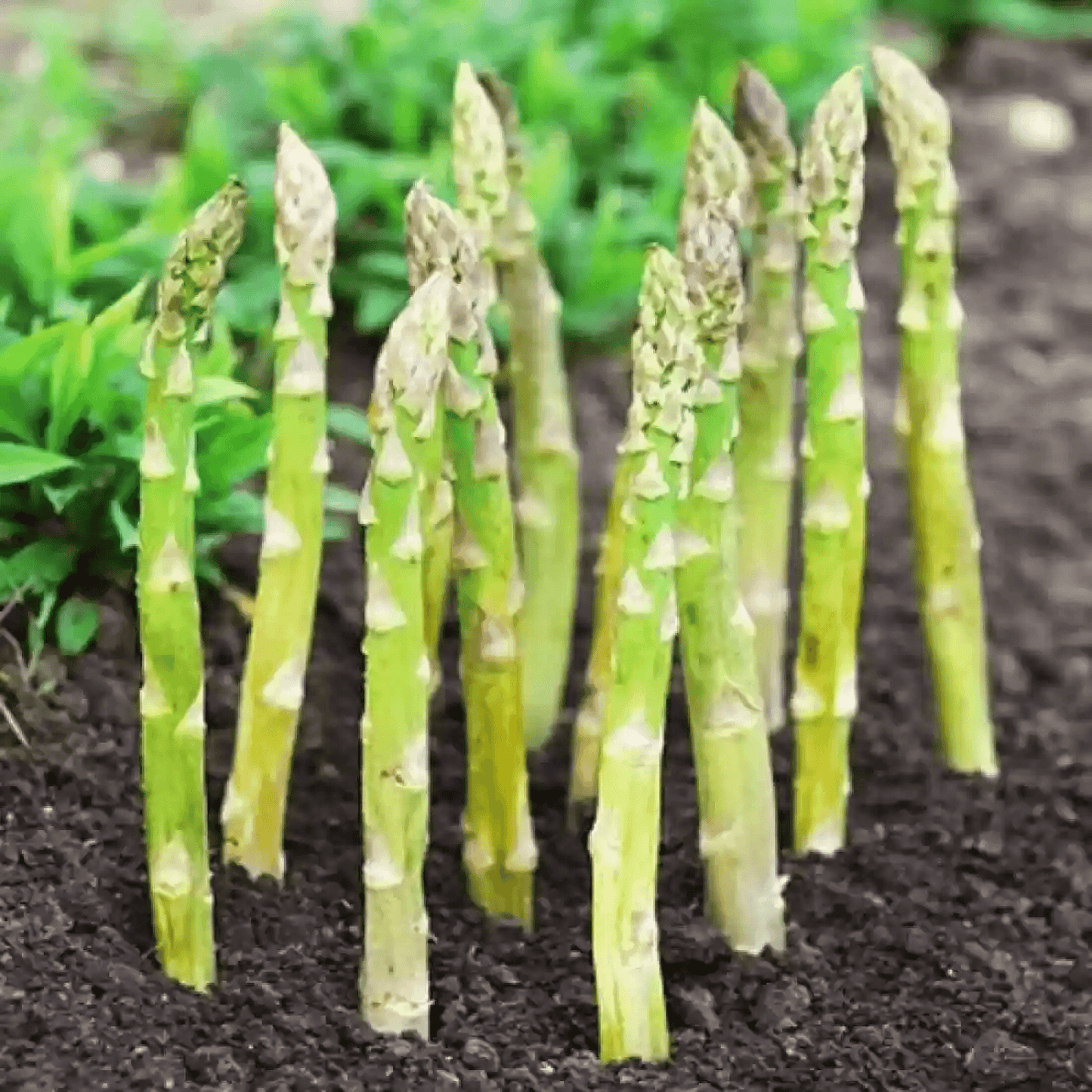 Buy Asparagus UC-157, Satavari - Vegetable Seeds Pack of 20