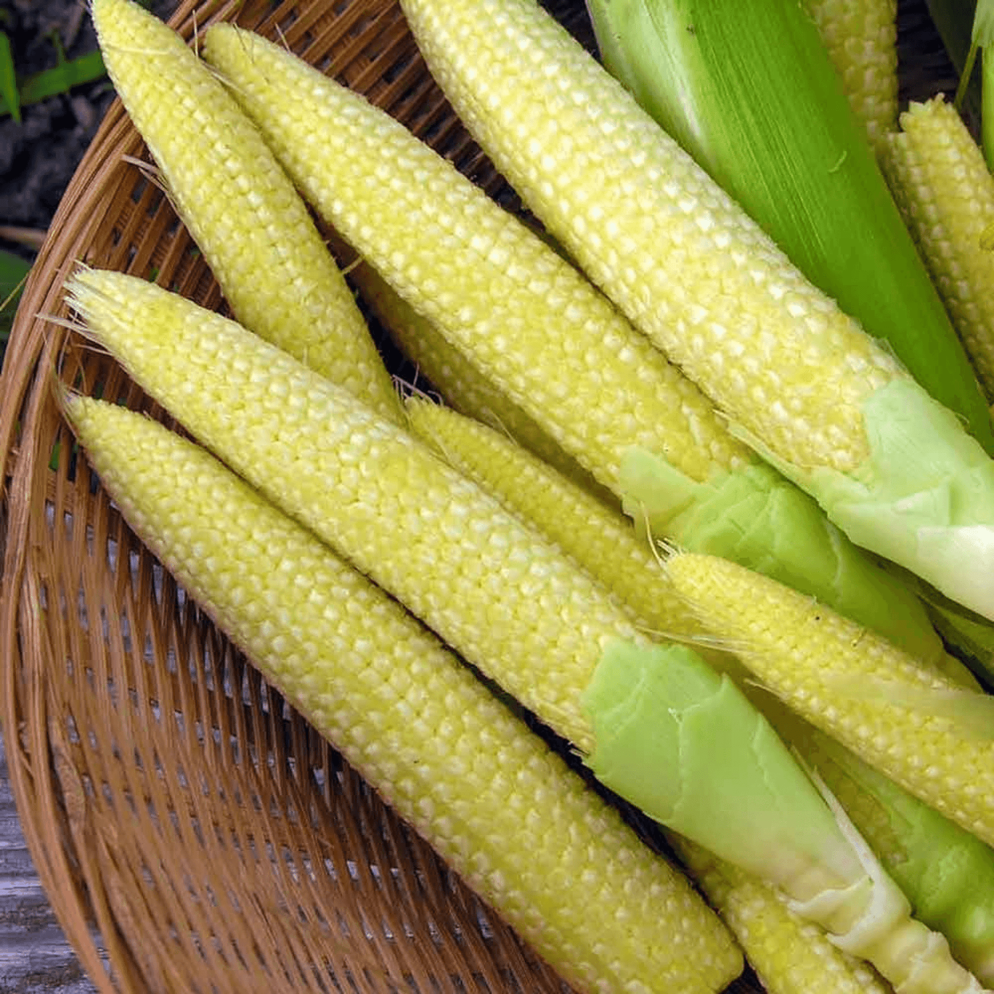 Baby Corn F1 Hybrid - Vegetable Seeds Pack of 50