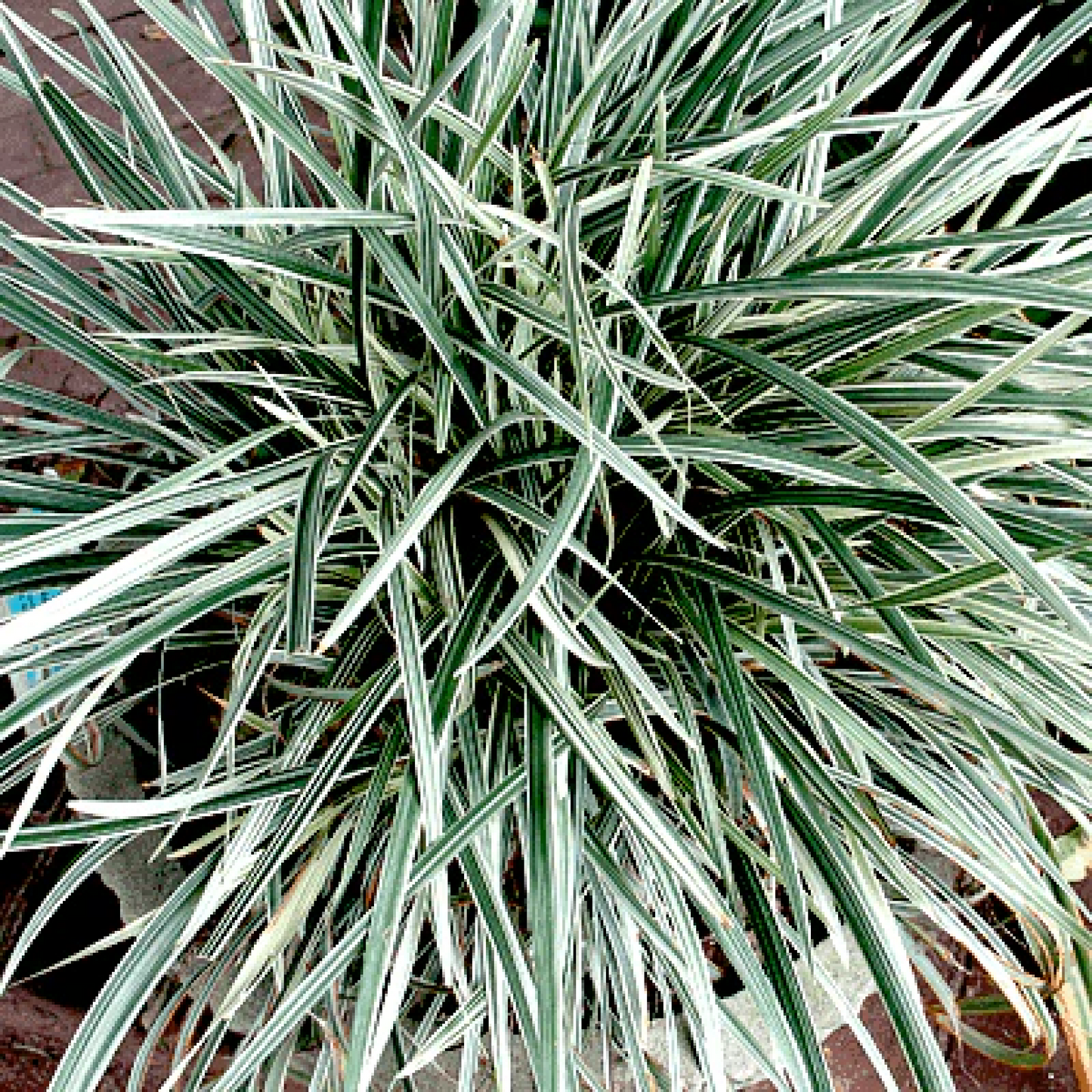Ophiopogon Jaburan Variegated Plant