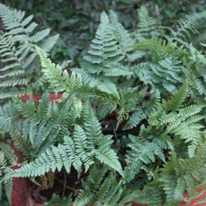 Davallia Small Rabbit Foot Fern Plant