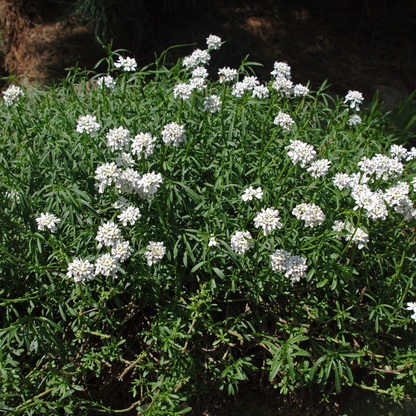 Lepidium iberis Plant
