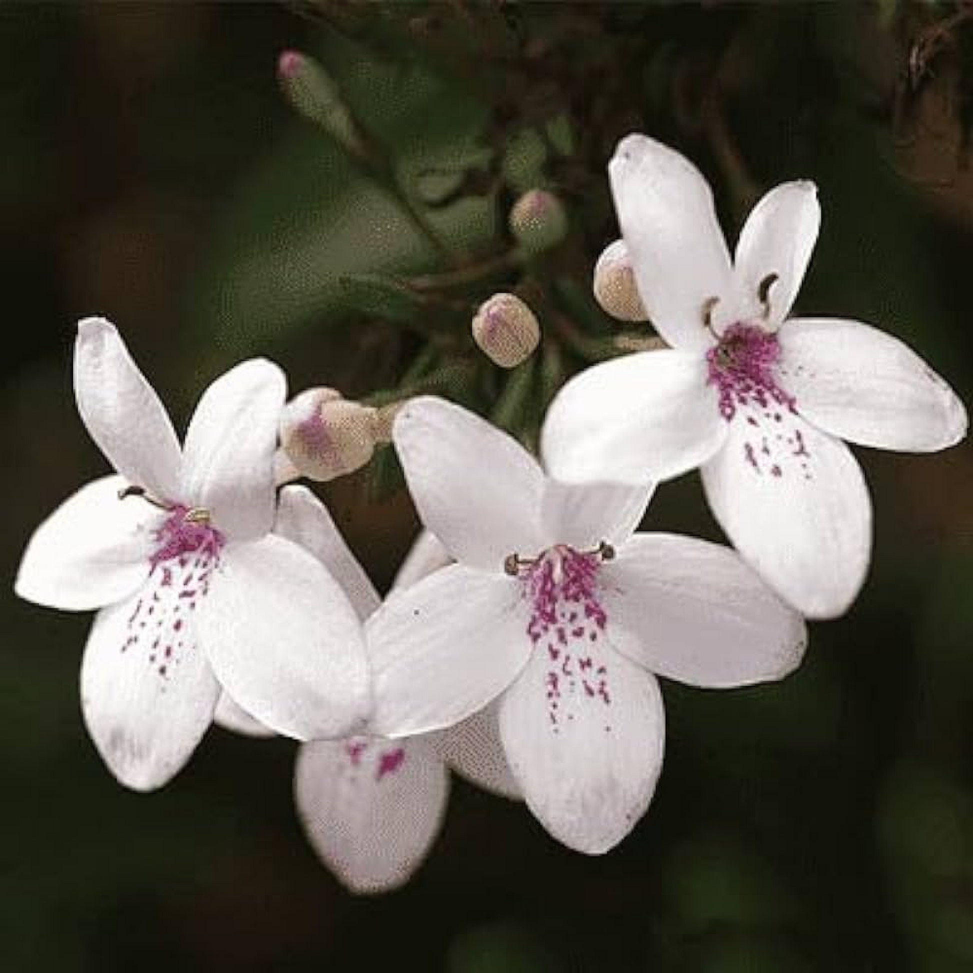 Pseudoeranthemum Artopurpureum Plant