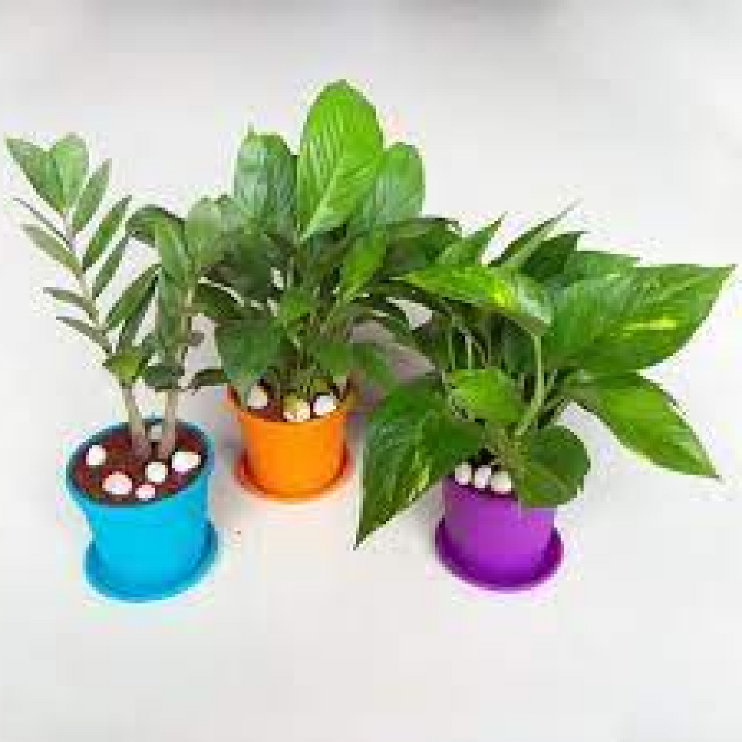 NASA Recommended Table Top / Office Desk Plants