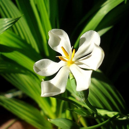 Galatea Bulbosa Plant