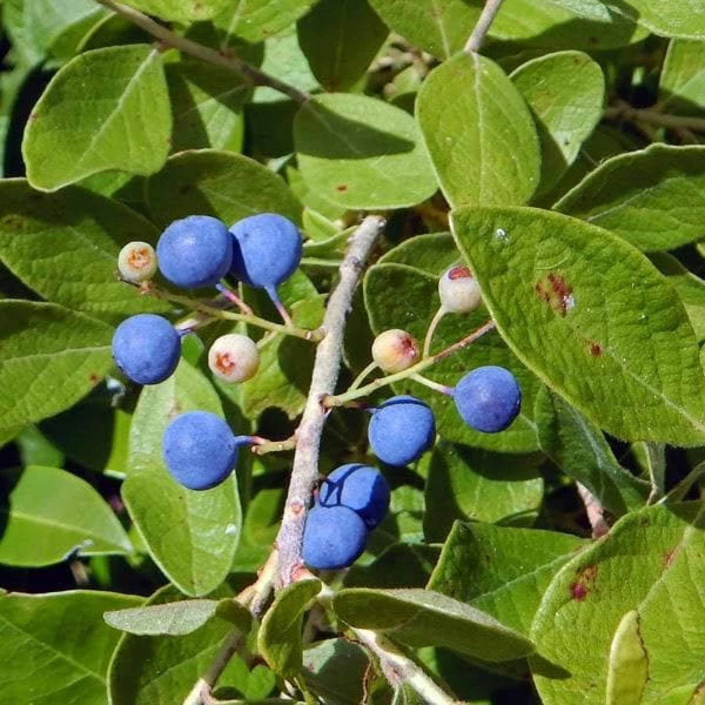 Rudraksh Tree of Uttaraphalguni Plant