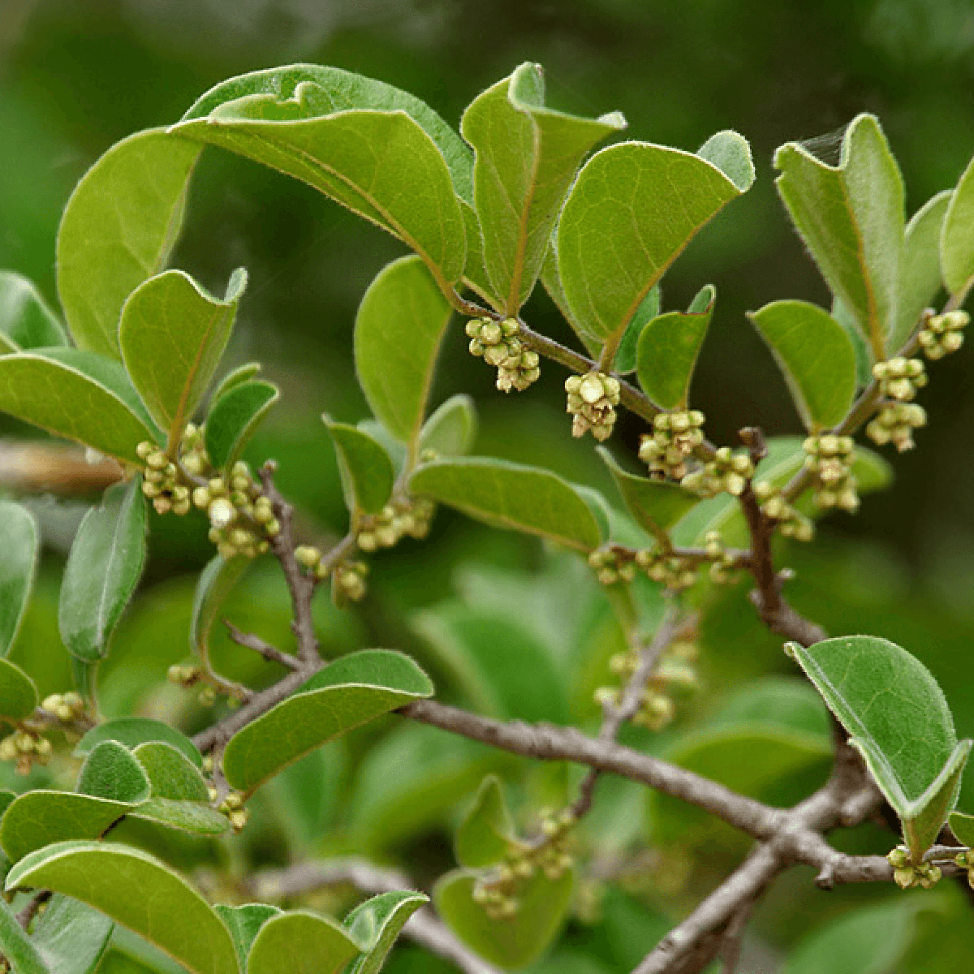 Diospyros Tomentosa Plant