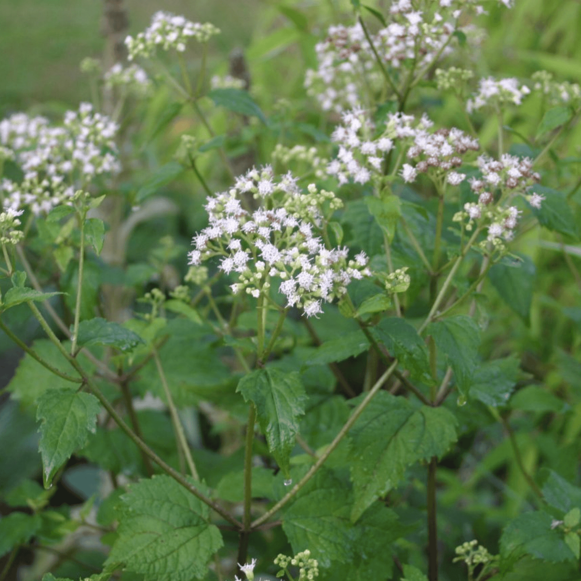 Ageratina Altissima Plant