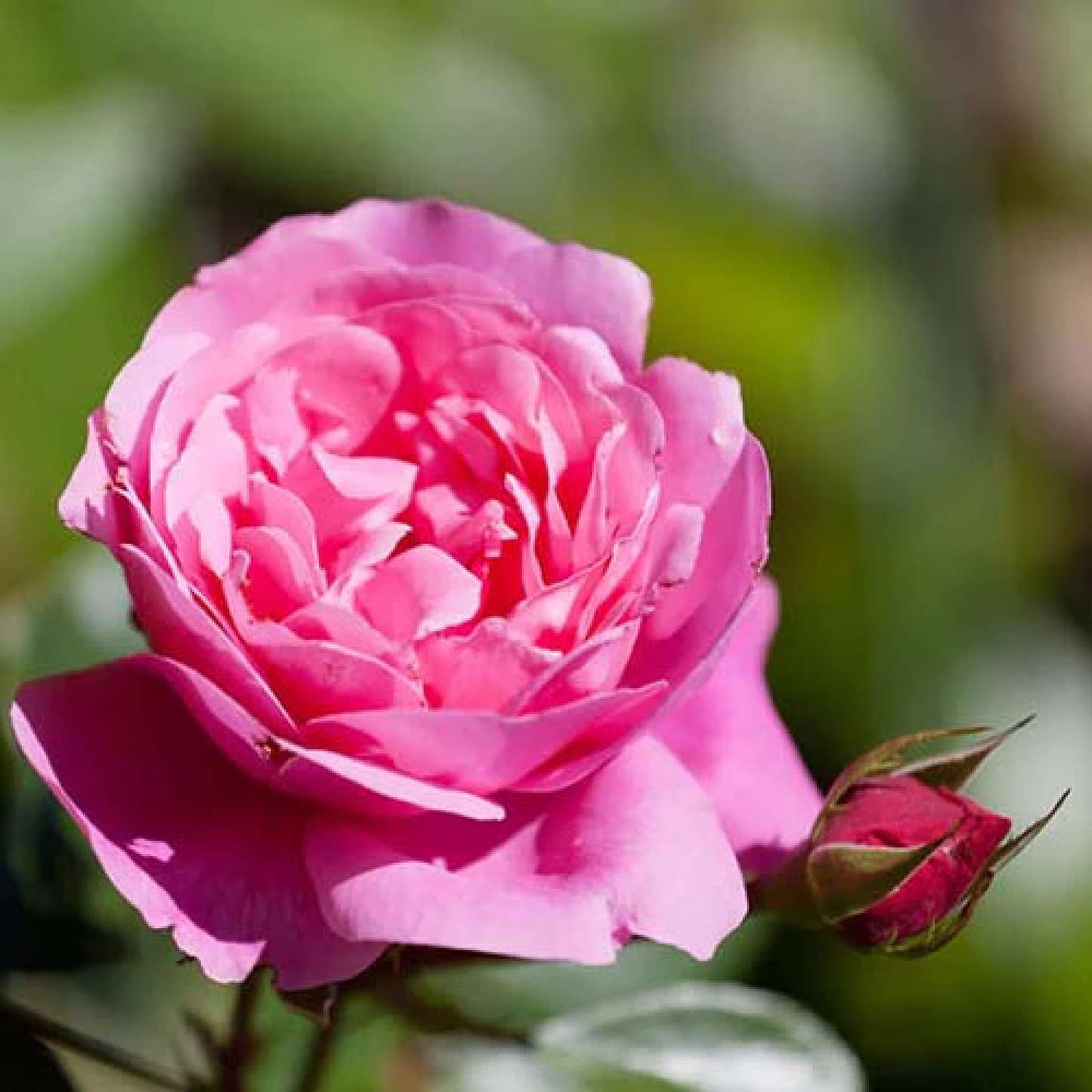Rosa centifolia Plant