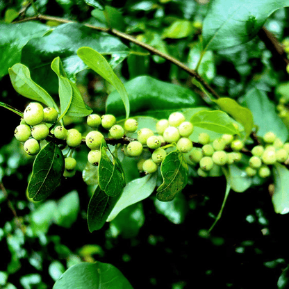 Commiphora Mukul Guggal Guggul Plant