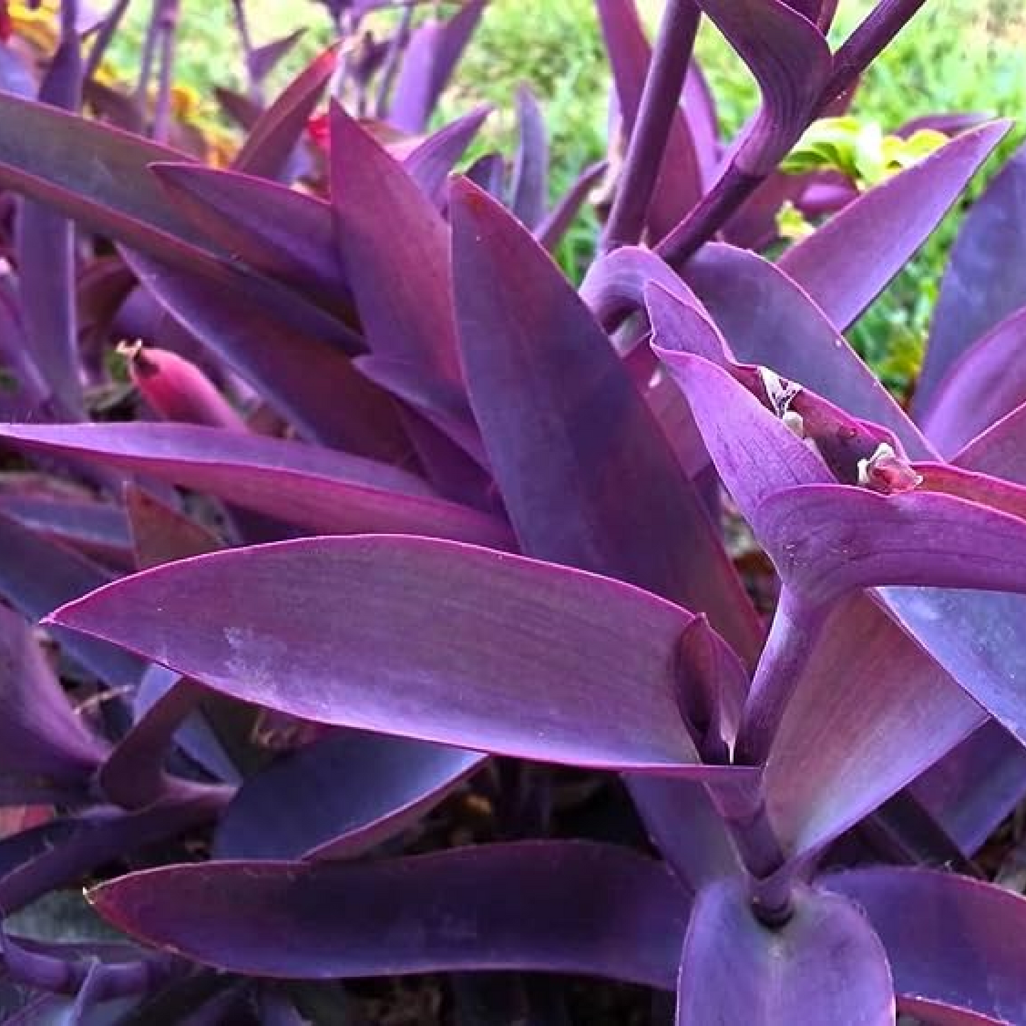 Tradescantia Pallida Purple Queen Plant