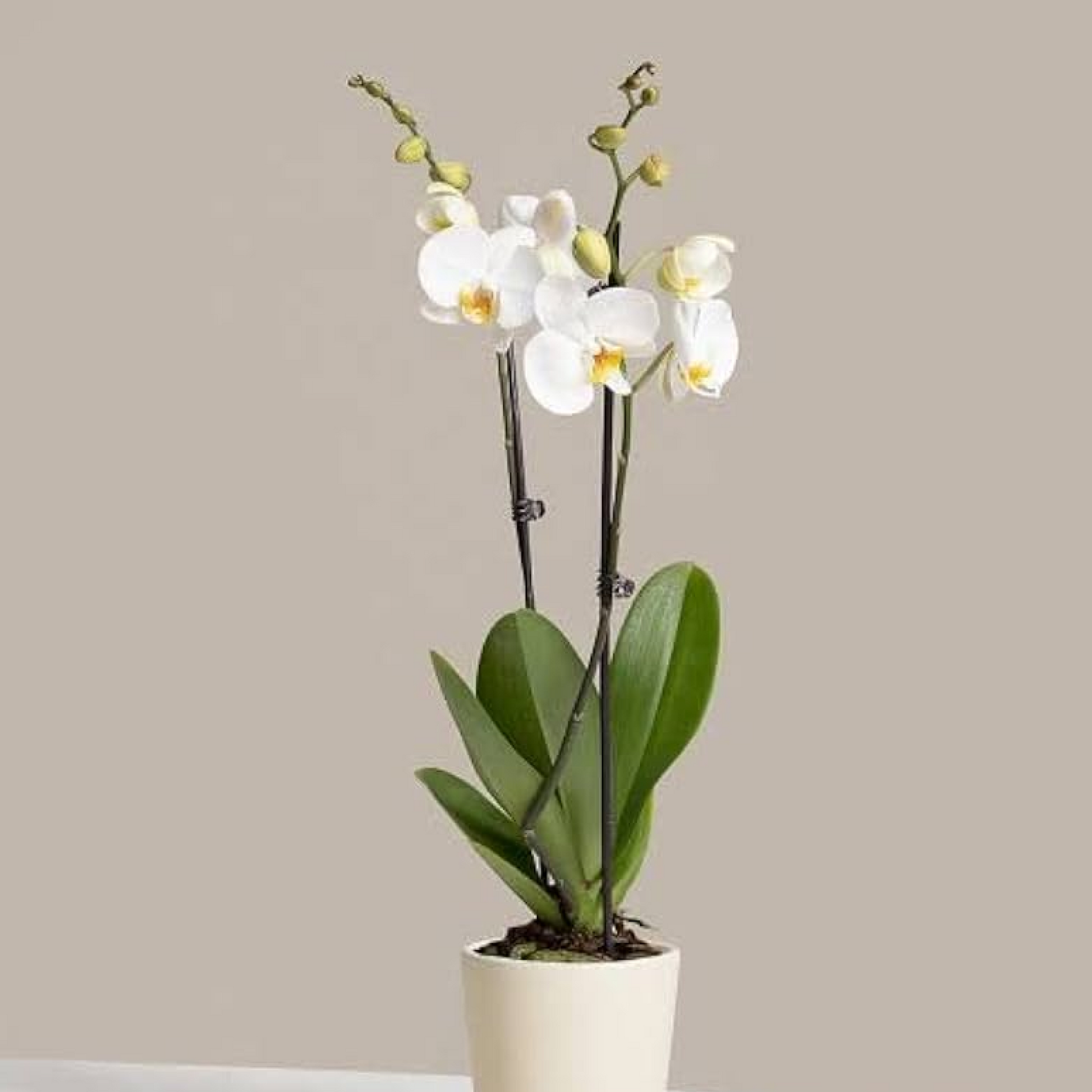 Phalaenopsis Orchid (White) Plant
